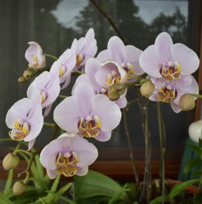 Orchid: A Blooming Explosion of Style and Fury!